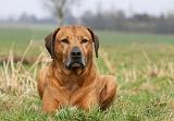 RODESIAN RIDGEBACK 118